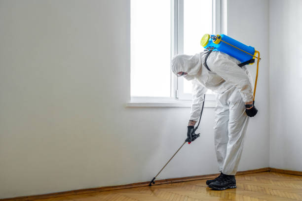 Best Termite Control Services  in Millers Falls, MA