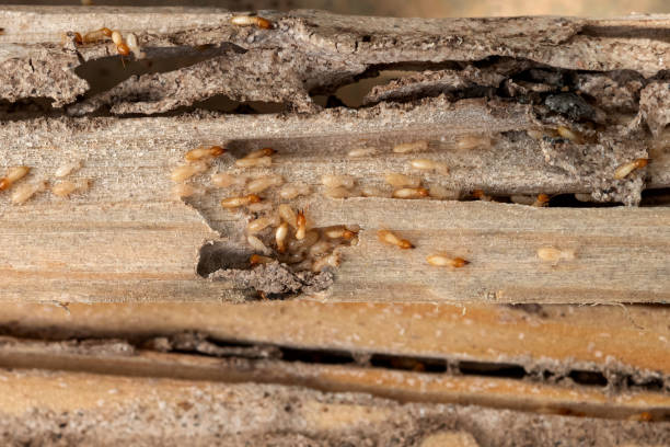 Best Commercial Pest Control Services  in Millers Falls, MA